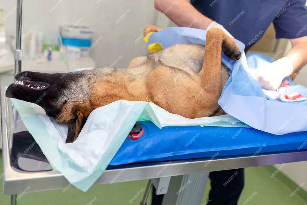 a dog being neutered by a vet