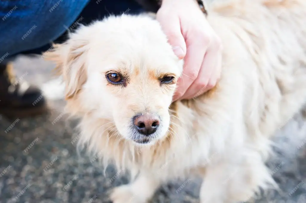 a dog being pet gently