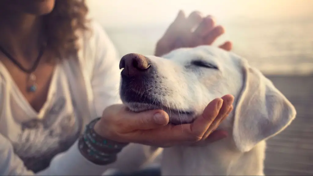 a dog being petted by its owner