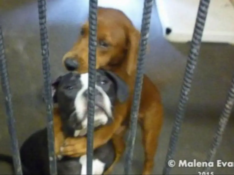 a dog being rehomed through a shelter as an alternative to euthanasia.