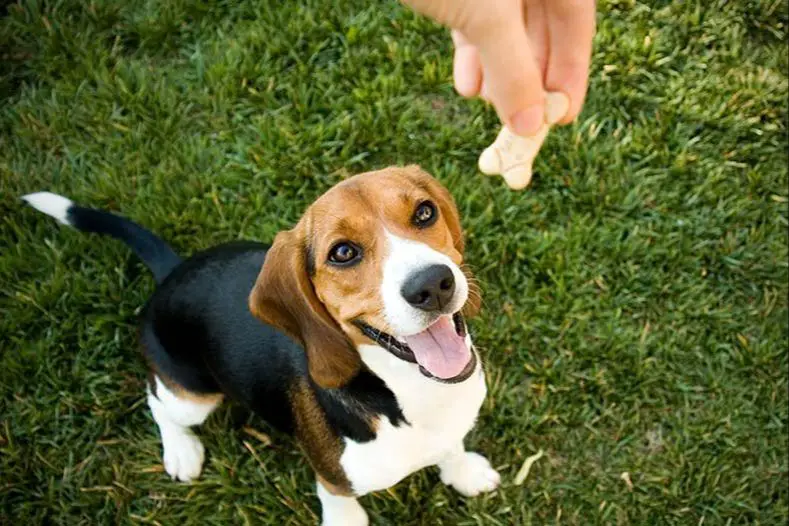 a dog being rewarded with a treat for being quiet.