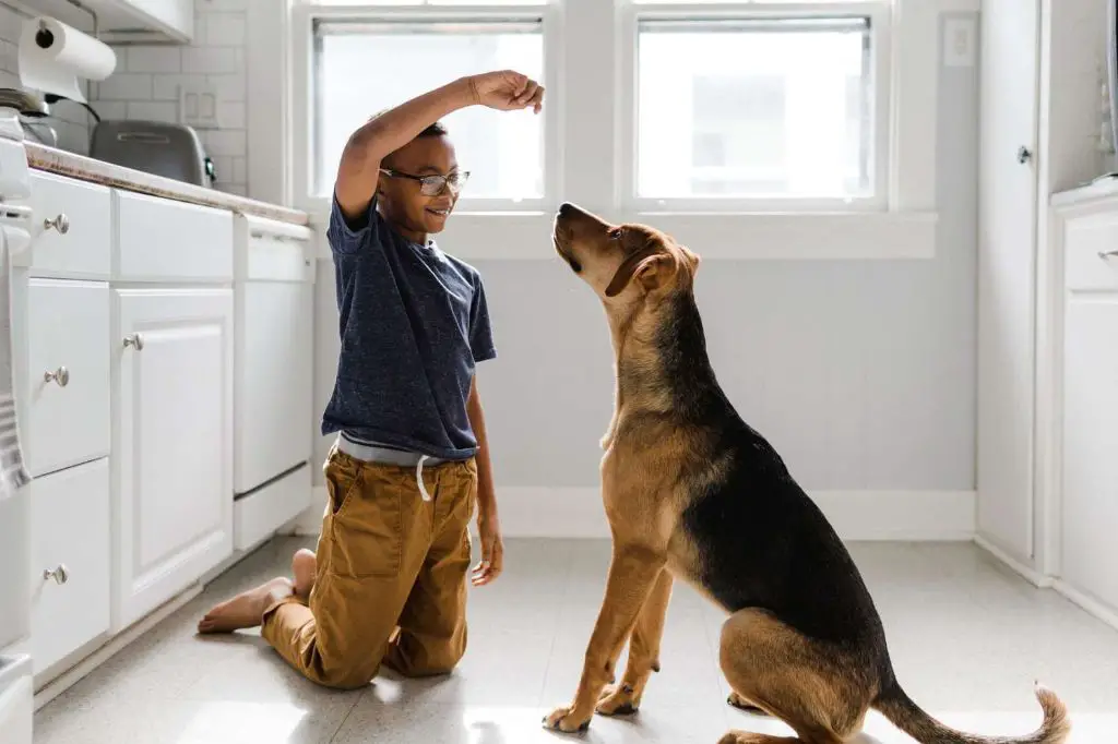 a dog being trained basic commands