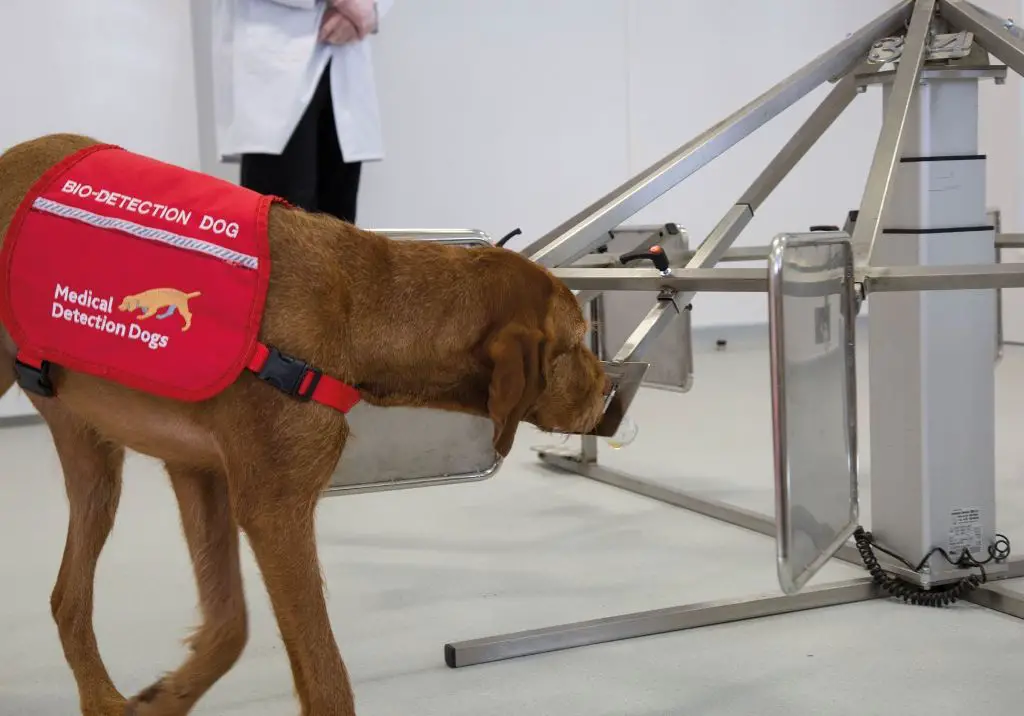 a dog being trained for cancer detection