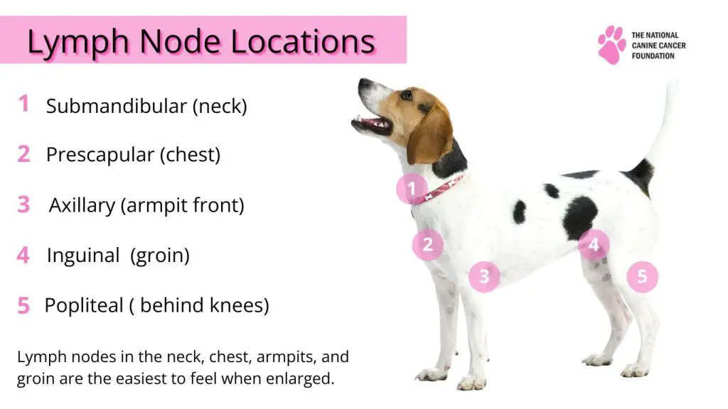 a dog being vaccinated by a vet to help prevent infections that could cause swollen lymph nodes.