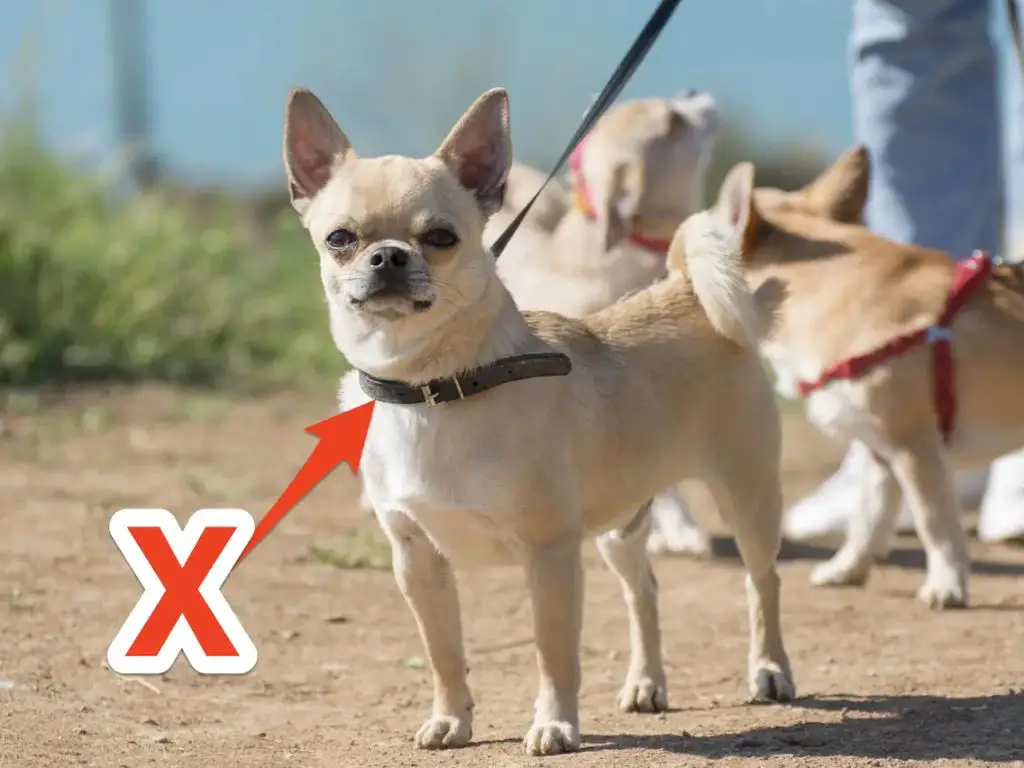 a dog being walked slowly on a leash instead of running, to avoid overtaxing its heart affected by dextrocardia.