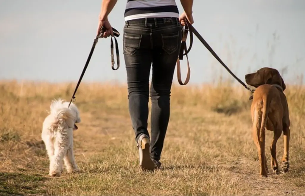 a dog being walked