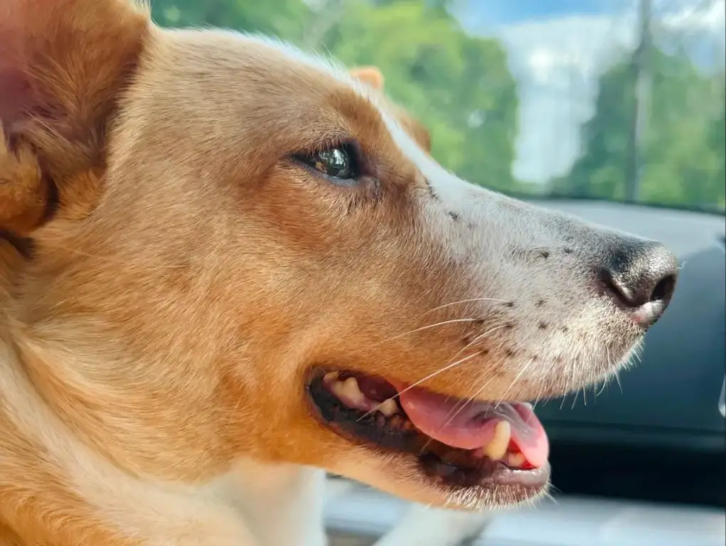 a dog bumping into objects and seeming unsure after having its whiskers trimmed