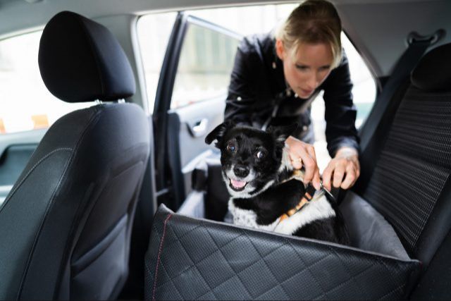 a dog car seat with high padded walls and a domed interior space