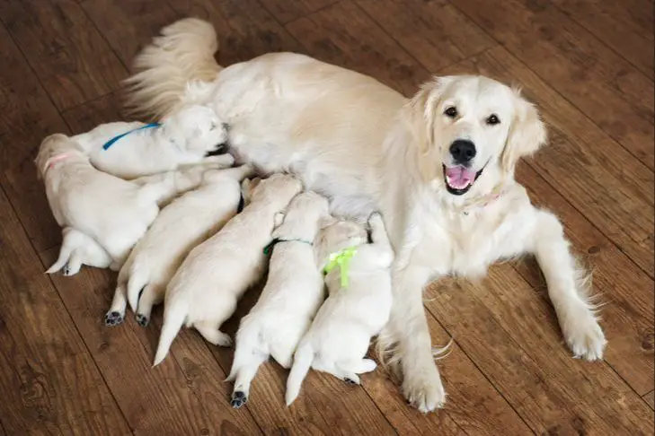 a dog caring for a litter of puppies