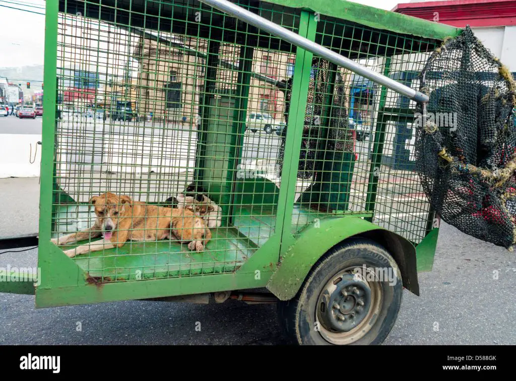 a dog catcher transporting a stray dog in a cage