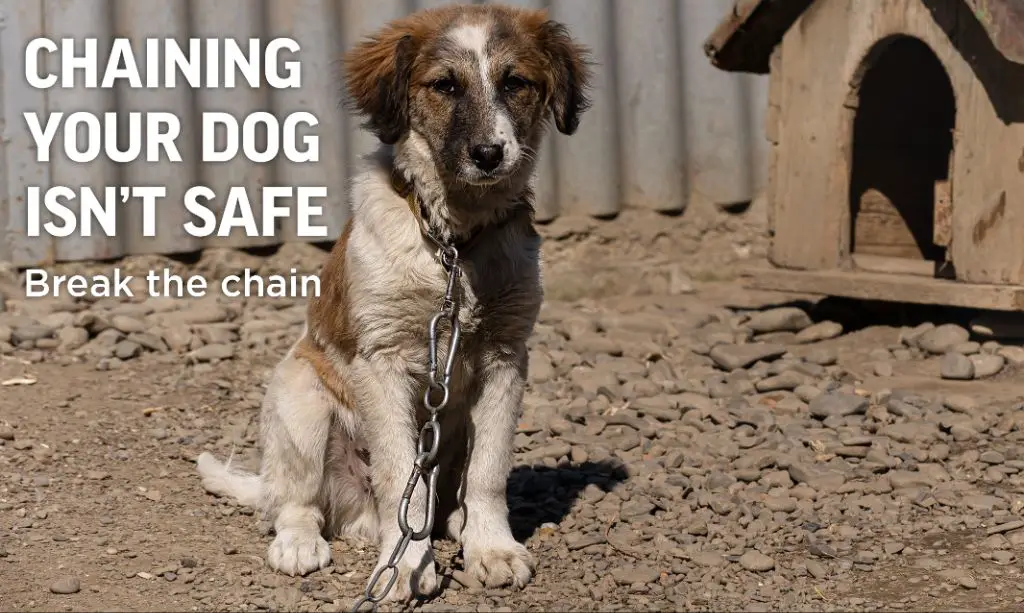 a dog chained outside alone, a warning sign.