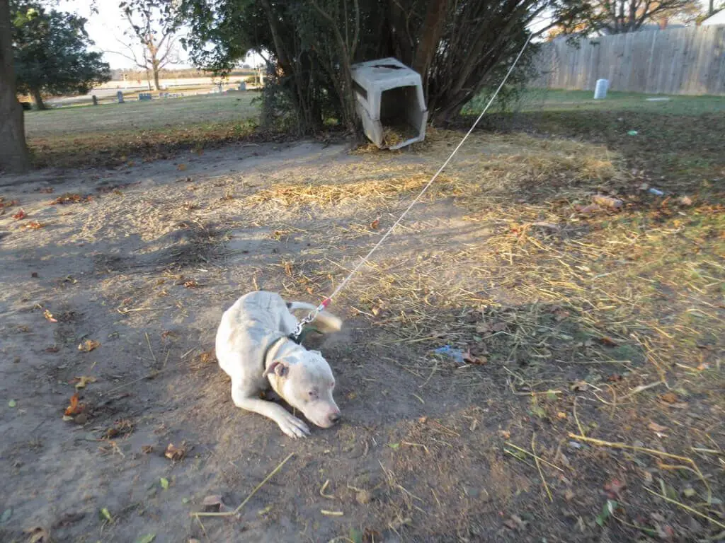 a dog chained outside