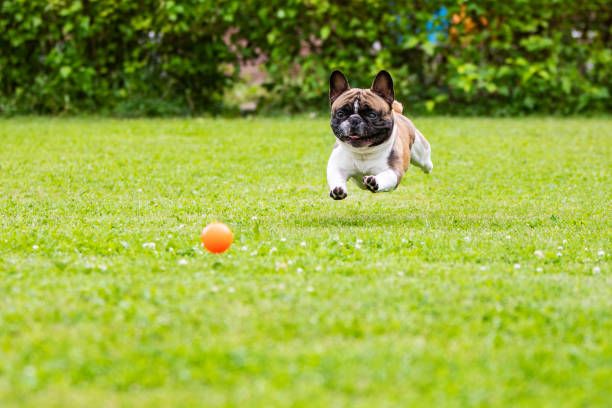 a dog chasing a ball