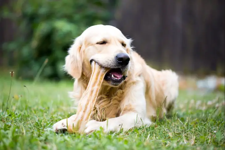 a dog chewing a bone