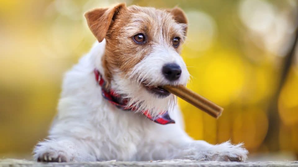 a dog chewing a dental chew treat