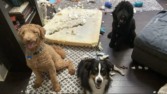 a dog chewing furniture due to separation anxiety