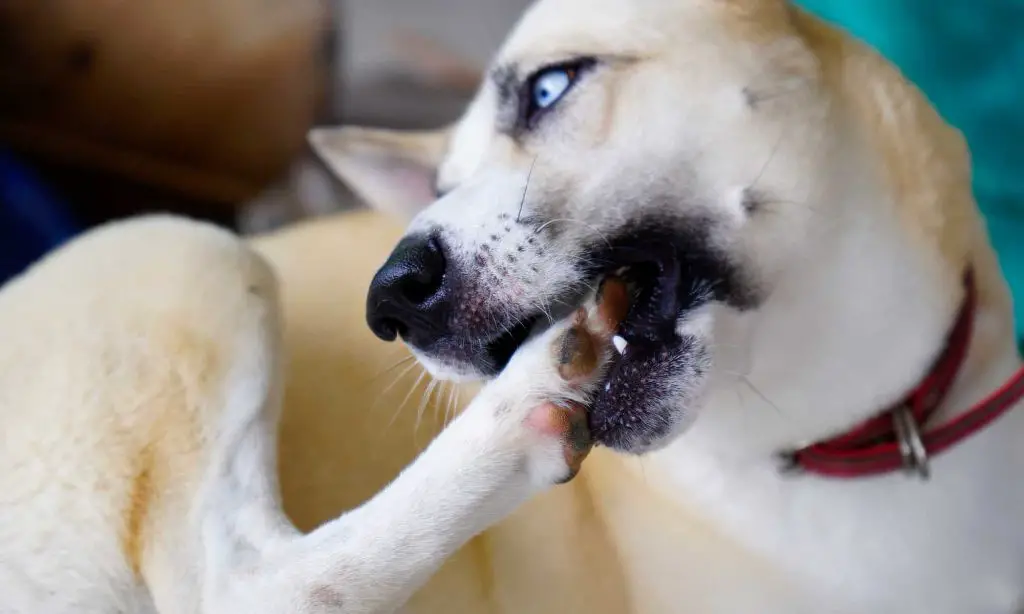 a dog chewing its foot due to allergies.