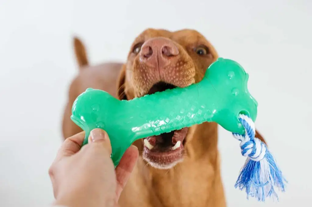 a dog chewing on a dental chew toy