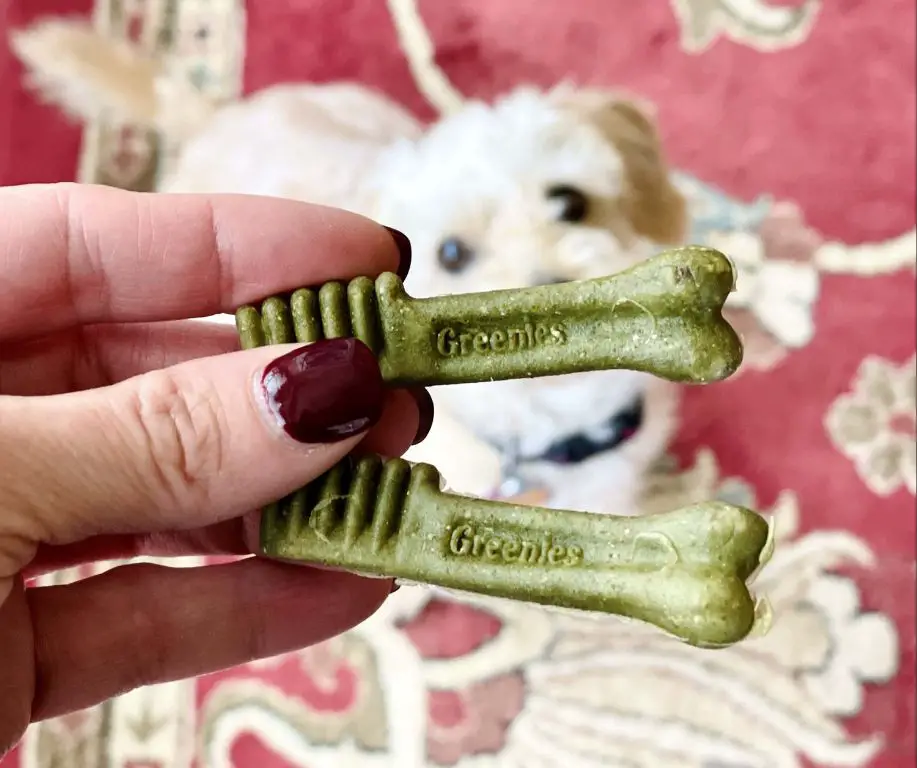 a dog chewing on a greenie dental treat