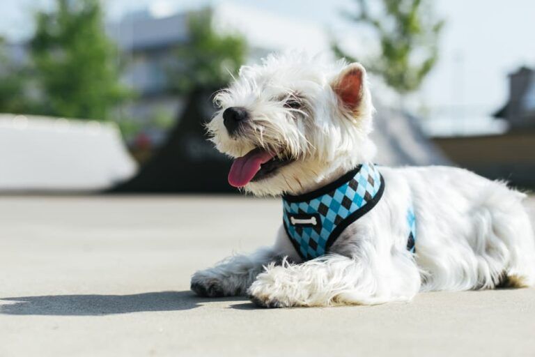 a dog comfortably laying down in a harness 