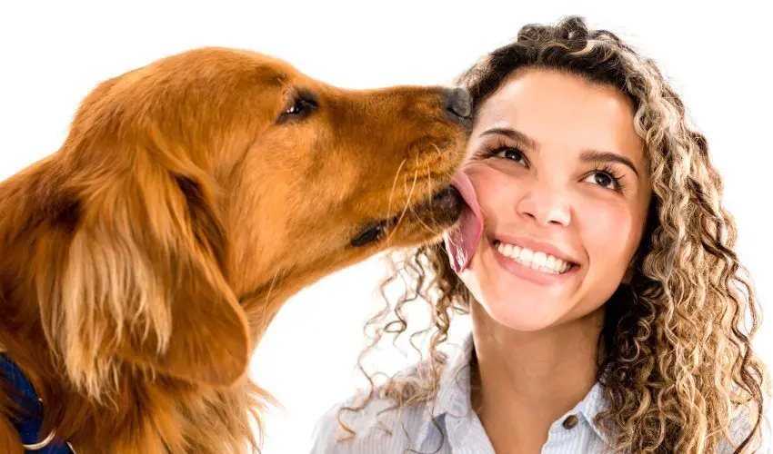 a dog comforting its distressed owner