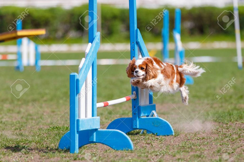 a dog competing in an agility competition and jumping over obstacles.