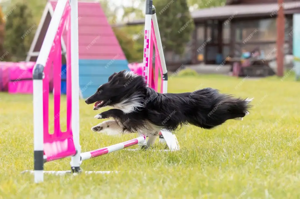 a dog competing in an agility trial