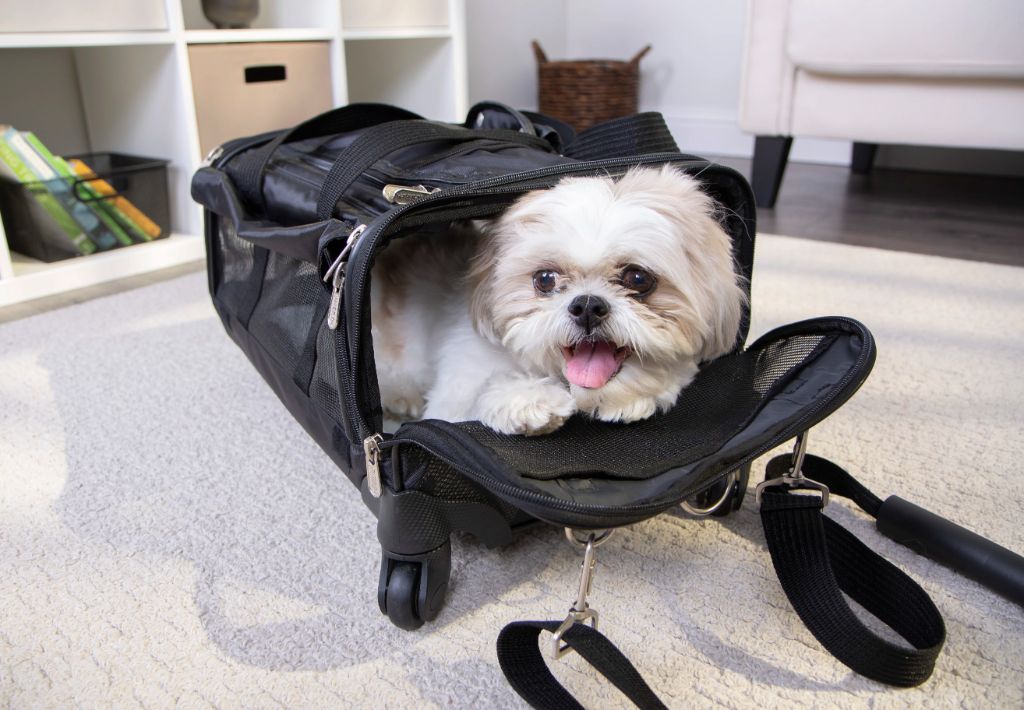 a dog curled up in an airline-approved carrier