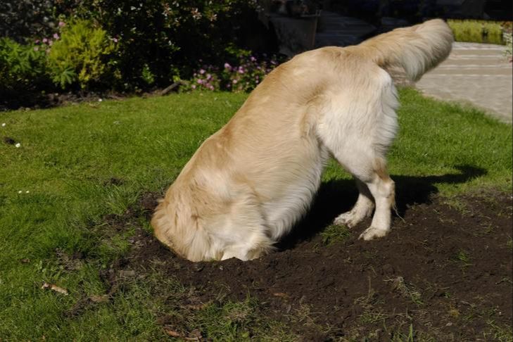a dog digging in the yard.