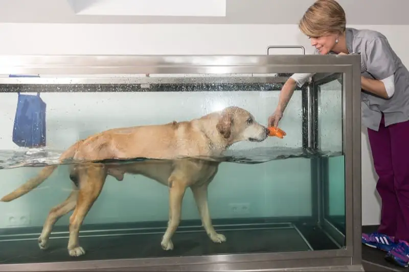 a dog doing hydrotherapy as physical therapy for arthritis