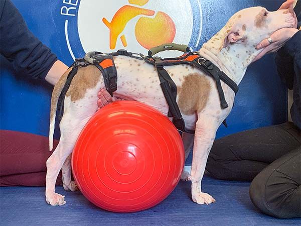 a dog doing physical therapy exercises to recover from a pinched nerve