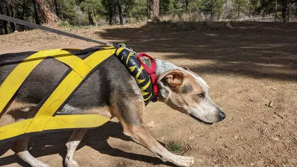 a dog doing resistance training