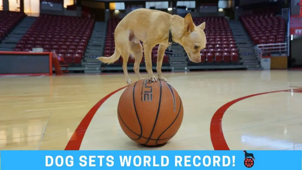 a dog dribbling a basketball on a court