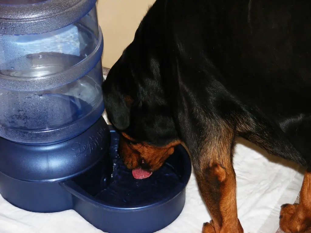 a dog drinking a bowl of barium sulfate solution