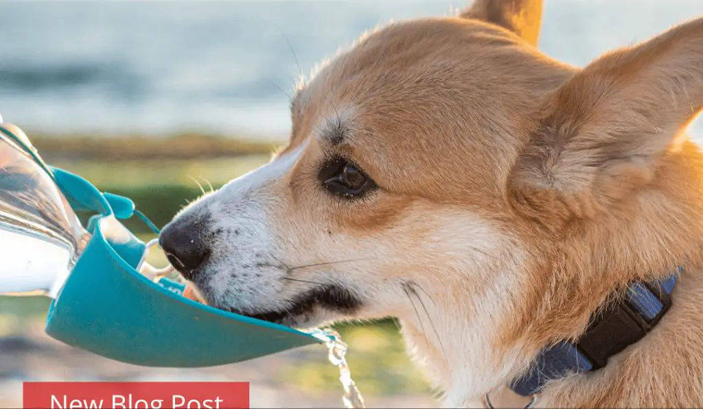 a dog drinking fresh water from a portable bowl at the beach.