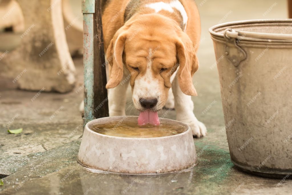 a dog drinking from a bowl and leaving saliva behind