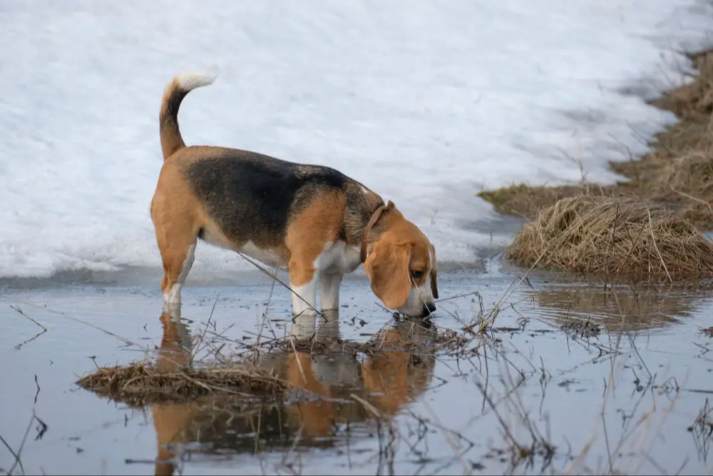 a dog drinking from a dirty puddle on the ground