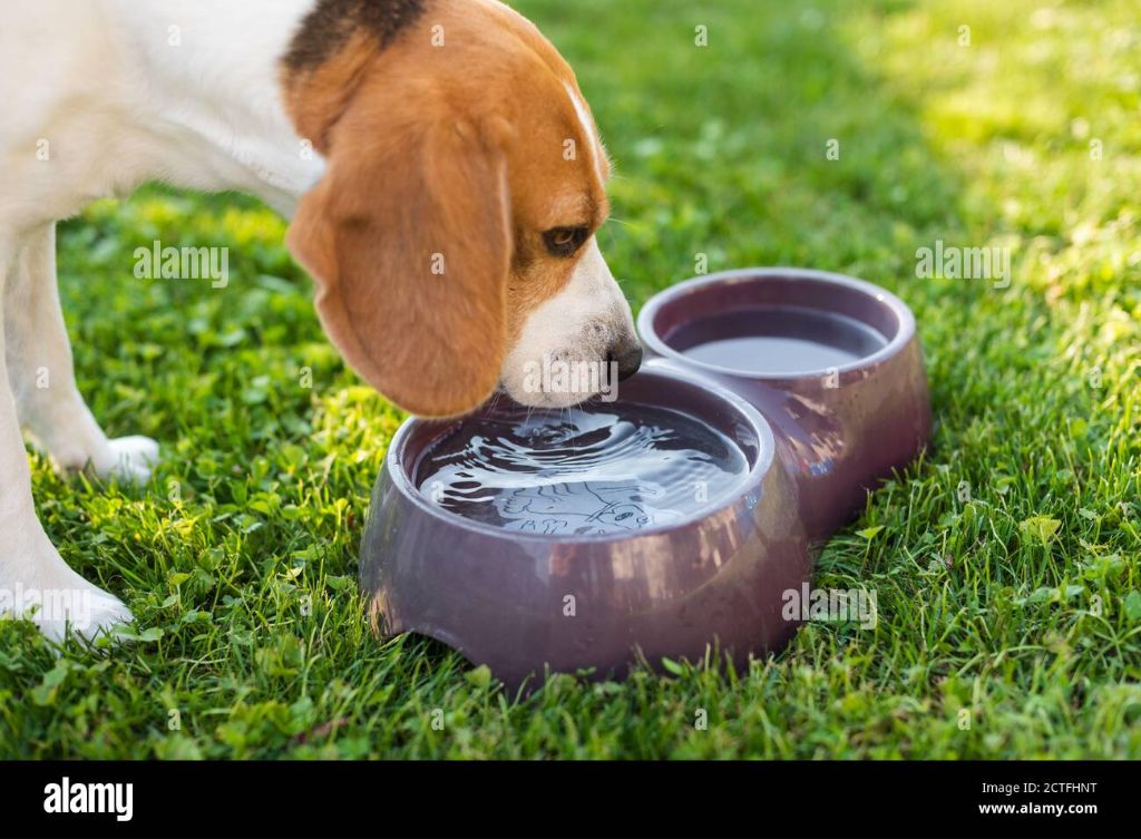 a dog drinking from a water bowl in the shade.