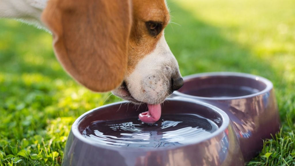 a dog drinking water