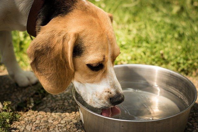 a dog drinking water from a bowl at a rest stop