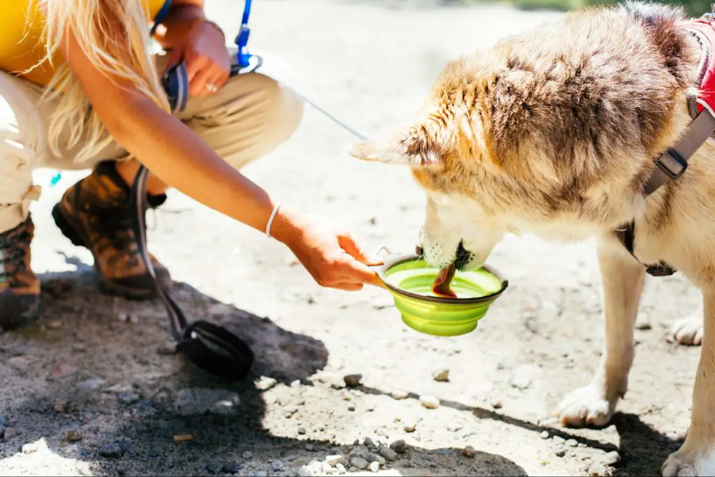 a dog drinking water from a bowl during a hike