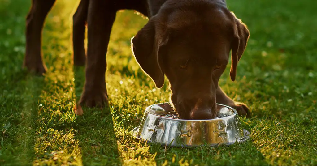 a dog drinking water from a bowl to stay hydrated on a kibble diet