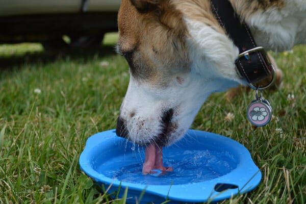 a dog drinking water to help flush bacteria from its urinary tract