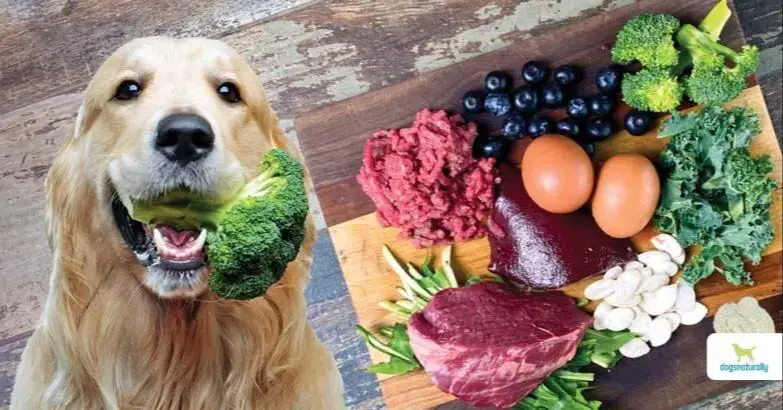 a dog eating a meal containing meat, fish, and vegetables to get adequate niacin.