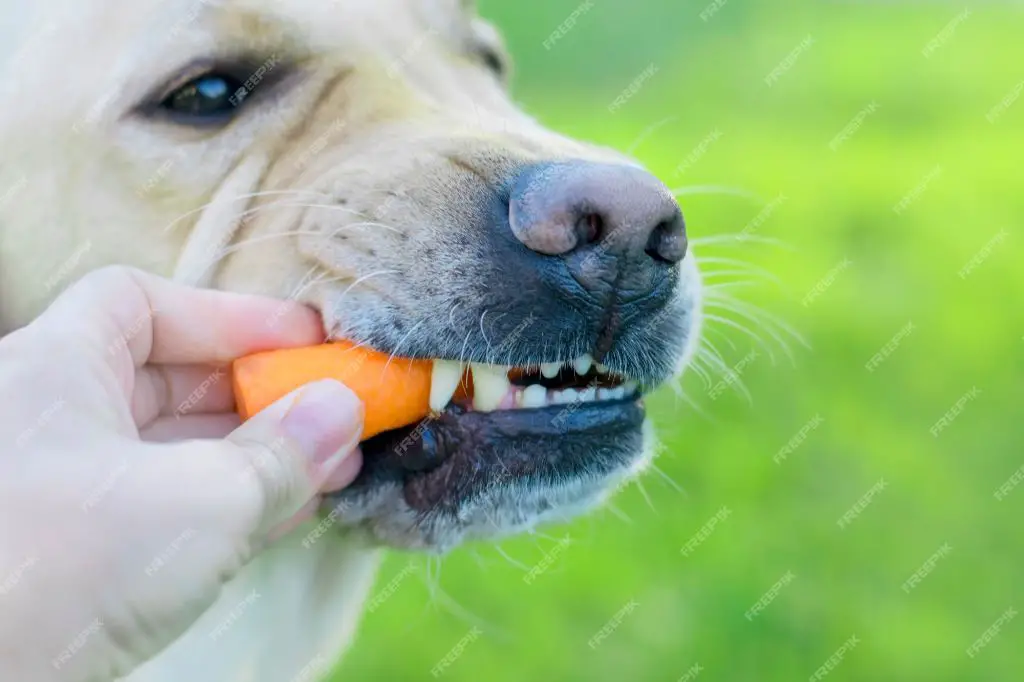 a dog eating carrots