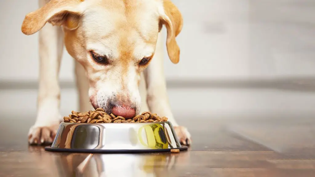 a dog eating food from a bowl