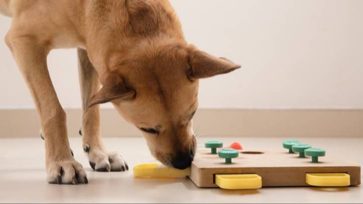 a dog eating from a puzzle toy