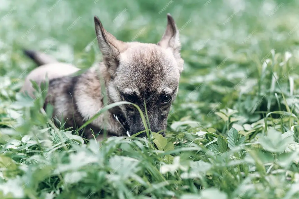 a dog eating grass outdoors