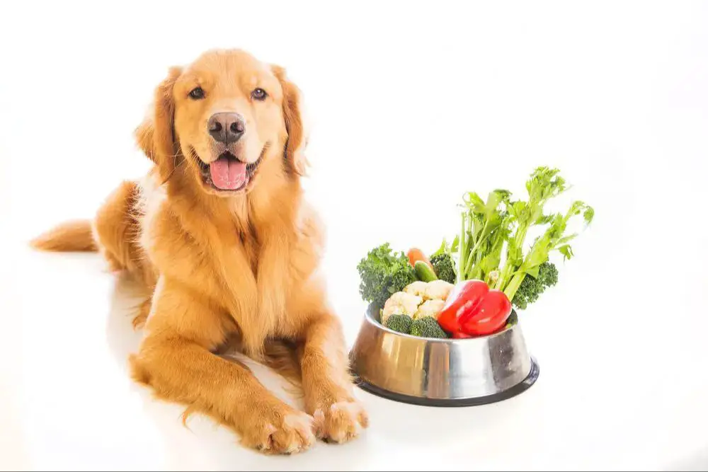 a dog eating nutritious food