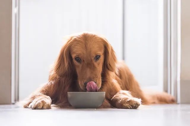 a dog eating protein-rich food